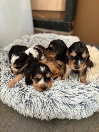 Image 1 of Exceptional KC Show-type Cocker Spaniel puppies