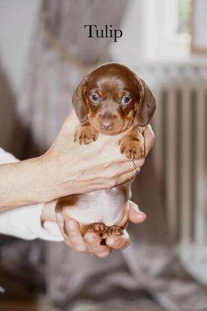 Image 9 of 5 Star KC Reg Chocolate Miniature Dachshund Puppies
