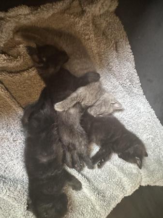 Image 8 of 9 week old black female kittens