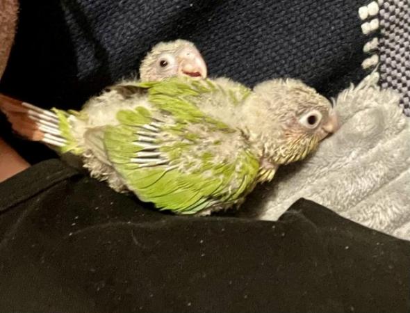 Image 3 of Baby parrots (conures) silly tame hand reared