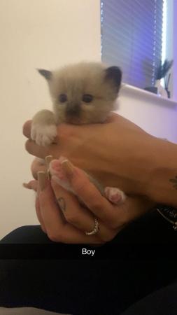 Image 9 of Beautiful ragdoll kittens for sale