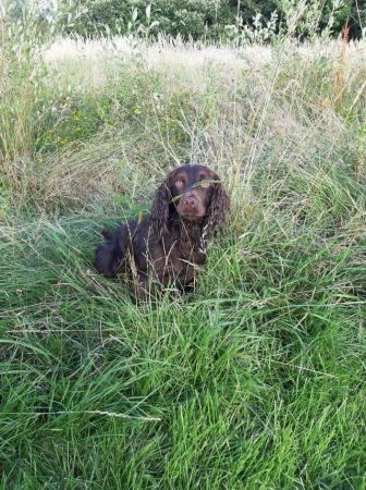 Image 6 of Proven Chocolate kc registered cocker spaniel