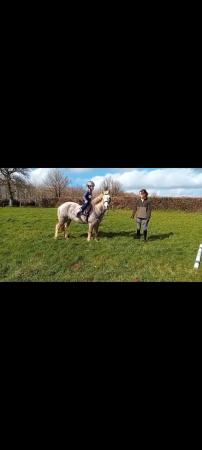 Image 3 of Perfect family pony for sale