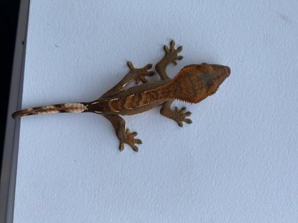 Image 4 of Unsexed crested gecko hatched 10th sept 2023