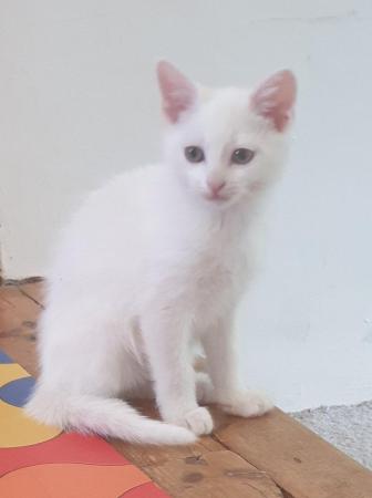 Image 1 of Beautiful pure white kitten