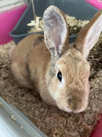 Image 1 of Female house bunny for sale