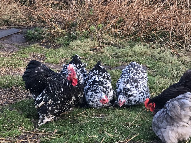 Preview of the first image of Quartet of Mottled Pekin Bantams.