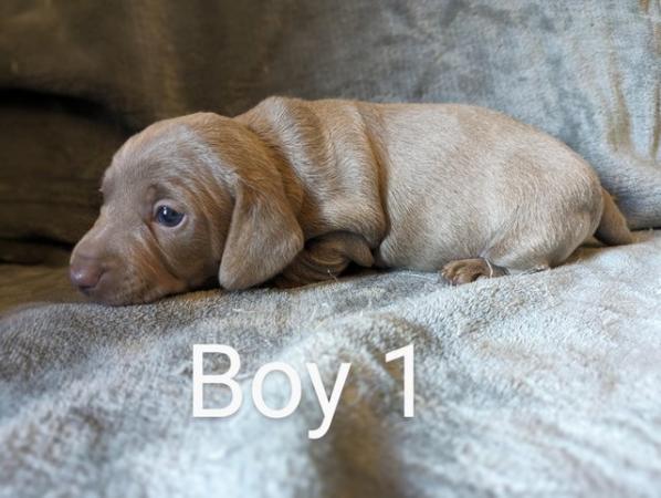 Image 5 of miniature dachshund puppies for sale