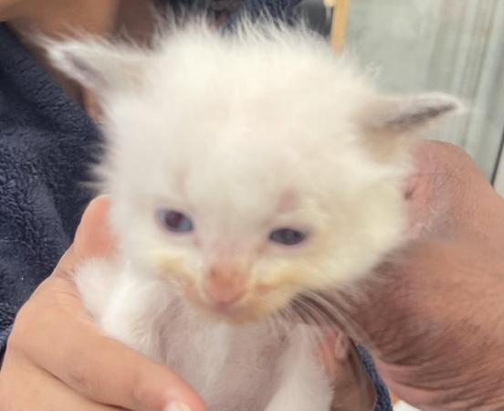 Image 8 of Bicolour Ragdoll kittens both presents can be seen with the