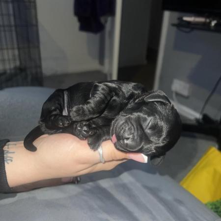 Image 5 of Sprocker puppies mixed litter ** Just 1 female left **
