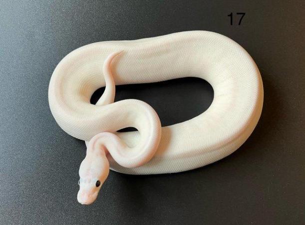Image 12 of Ball/ Royal  python hatchlings