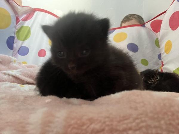 Image 6 of Beautiful Kittens for sale