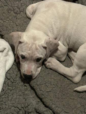 Image 3 of 5 month old American bulldog x staffy