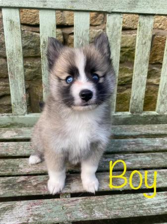 Image 11 of F2 Pomsky puppies for sale