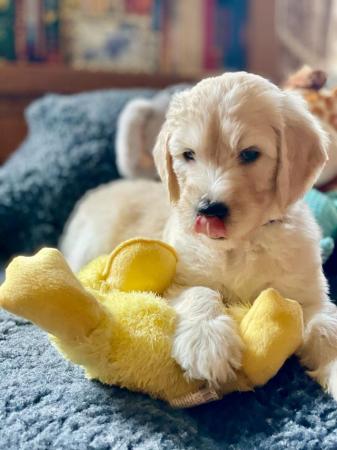 Image 1 of Beautiful Goldendoodle puppies for sale