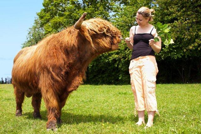Image 1 of KEEPING HIGHLAND CATTLE (DAY COURSE): 20 JULY