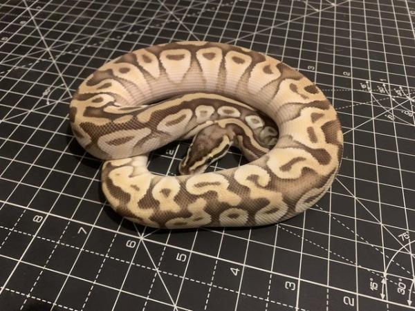 Image 4 of Various Pied Royal Ball Python Snake
