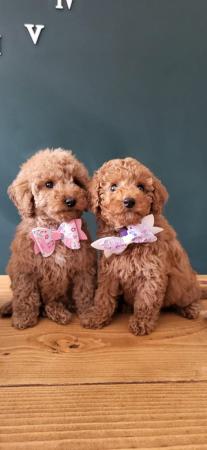 Image 4 of Toy poodle girls only 2 from a litter