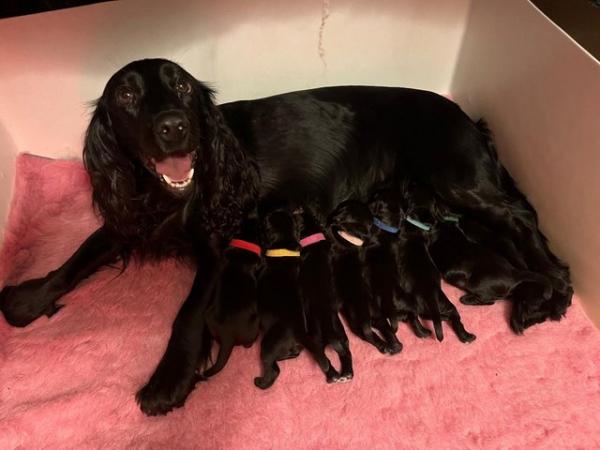 Image 4 of Working Cocker Spaniel puppies for sale - KC Pedigree