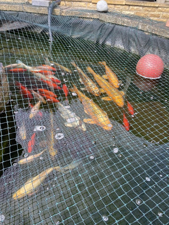 Preview of the first image of Pond closure - Koi Carp for sale.