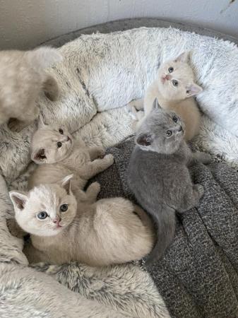 Image 7 of BSH lilac GCCF reg kittens ready soon!!