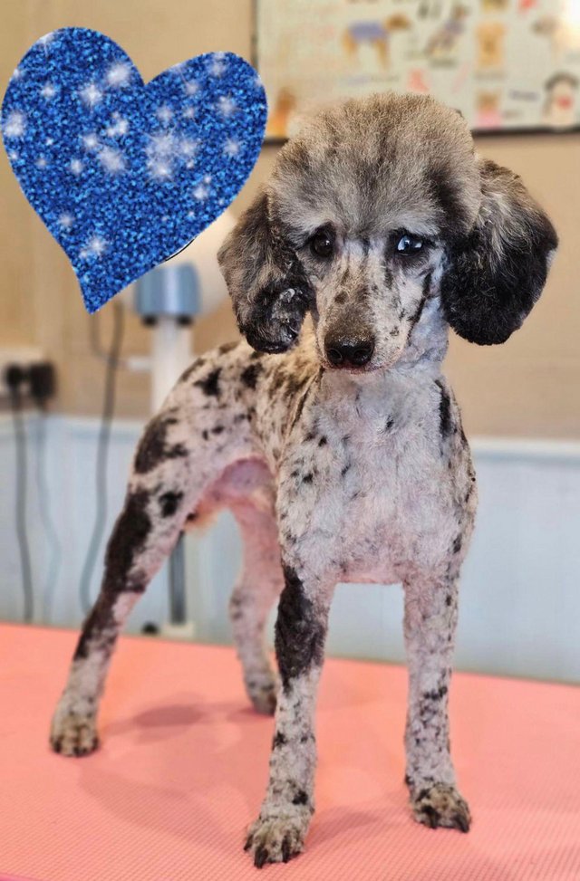 Preview of the first image of BLUE Merle MINIATURE poodle stud health tested.