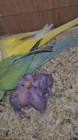 Image 3 of I have ringneck baby's for sale green colour THEY Are READY