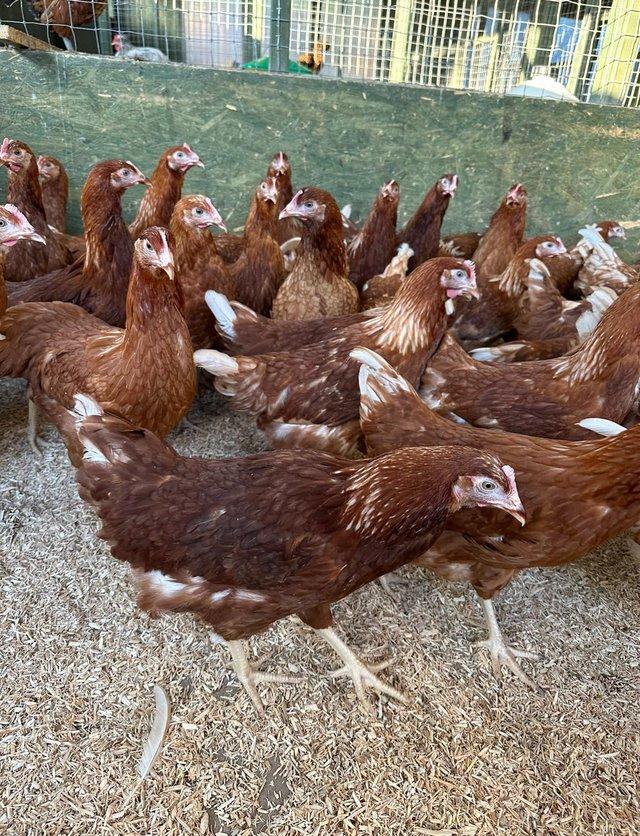 Preview of the first image of Warren Brown hens at point of lay fully vaccinated.