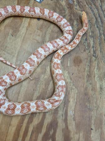 Image 4 of Beautiful Adult Female Corn Snake
