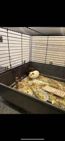 Image 3 of 3 male Guinea pig + cage + run