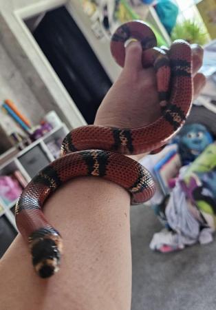 Image 12 of Four year old milk snake for sale with viv and contents