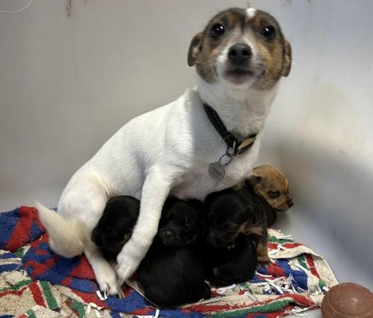 Jack Russell Puppies for sale in Leek, Staffordshire - Image 6