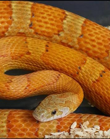 Image 3 of Adult corn snakes male and females