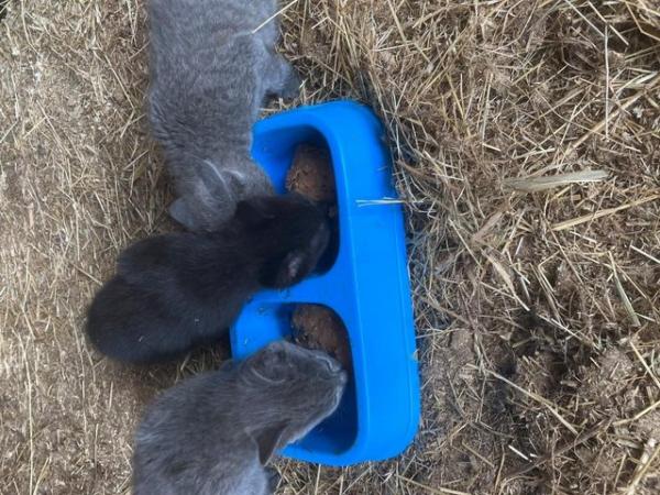 Image 5 of Black farm bred kittens ready now.