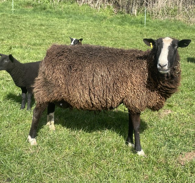 Preview of the first image of Zwartbles pet ewes mv accredited.