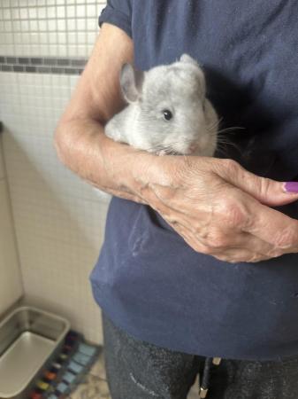 Image 2 of Beautiful Chinchillas for Sale