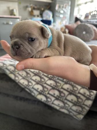 Image 20 of French bulldog Puppys quality litter PP avail