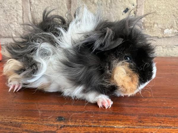 Image 9 of Stunning long curly haired male guinea pig