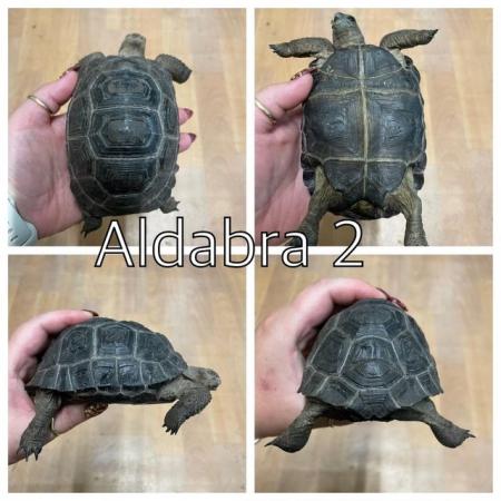 Image 3 of Aldabra tortoises now ready to leave at urban exotics