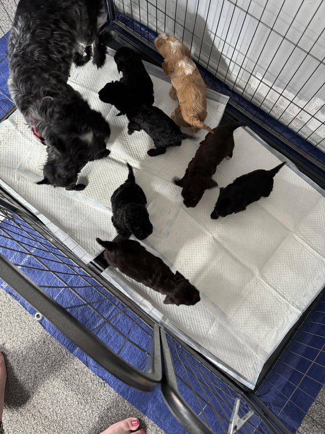 Preview of the first image of Cockerpoo amazing little babies.