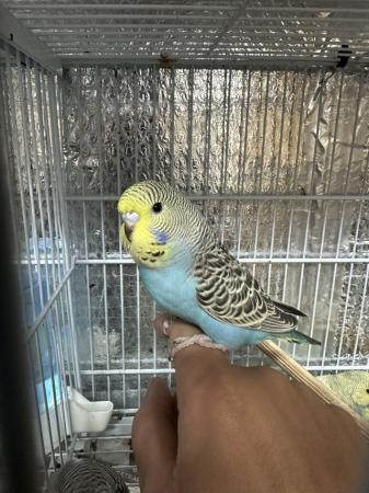 Image 1 of 2 Baby budgies ready for a new home