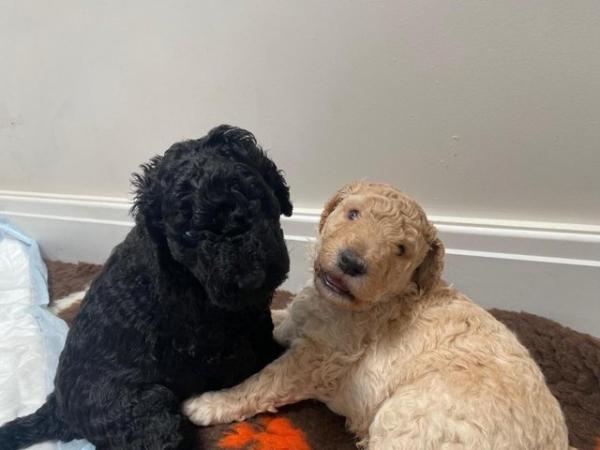 Image 3 of [F5] Curly Coat Labradoodles - Parents DNA tested