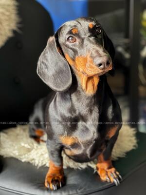 Image 7 of Strong and Healthy Dachshunds