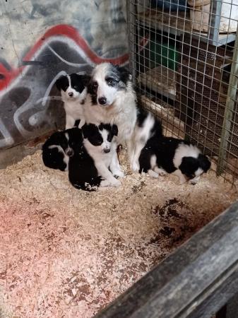 Image 6 of Border collie puppies farm reared