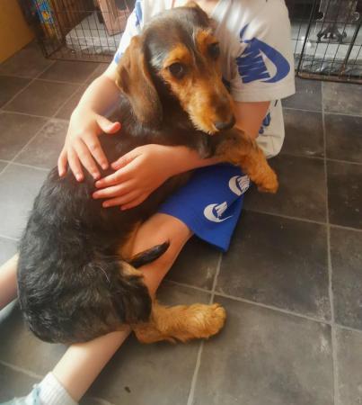 Image 1 of I have a stunning female dachshund for sale.
