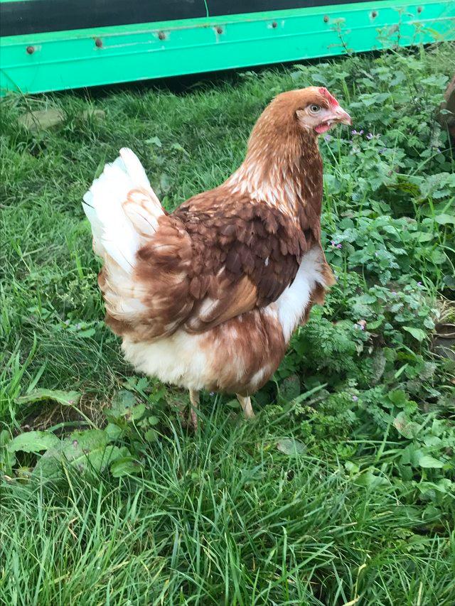 Preview of the first image of Pol lohmann brown pullets 18 weeks old.