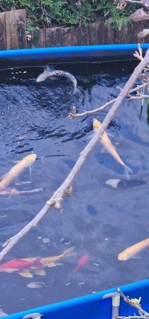 Image 1 of Koi carp and a various selection of beautifull orf and golde