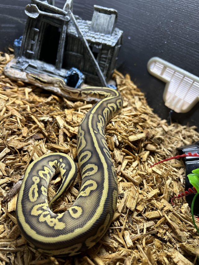 Preview of the first image of Ball python adult & babies various.