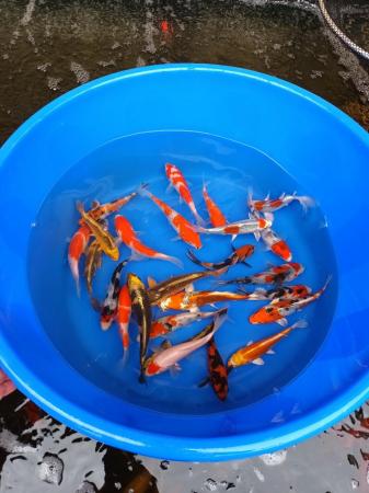 Image 2 of Koi Carp for sale mixed selection