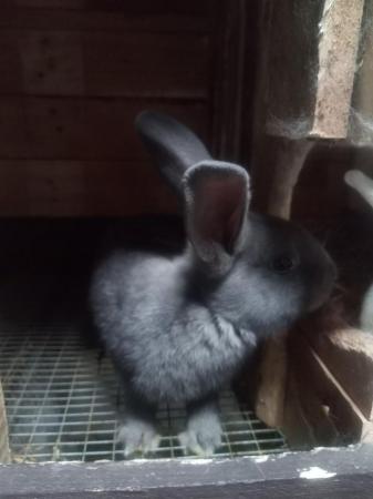 Image 2 of Continental Male Rabbit for Sale